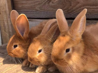 Кролики foto 4