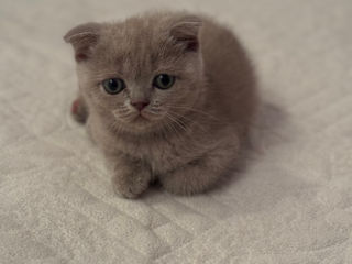 Motanasi Scottish Fold foto 4