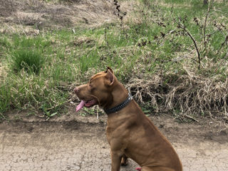 Pitbull Red Nose foto 3