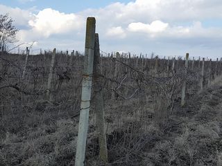 Urgent se vinde casa la tara in Borceag foto 10