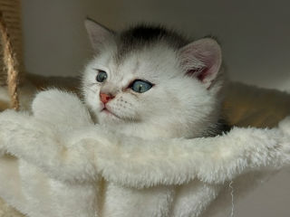 Vând fetiță British shorthair