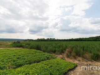 Se vinde seră cu suprafața terenului 3.42 ha, în com. Bălăbănești! foto 14