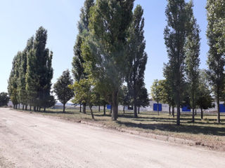 Se vinde teren 3.3 hectare cu 15000 m2 cladiri agroindustriale 2000 m2 foto 9