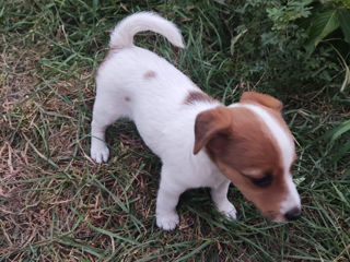 Jack Russel Terrier urgent! foto 7