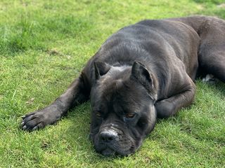 Cane Corso foto 8