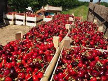 Cautam de lucru in Agricultura!