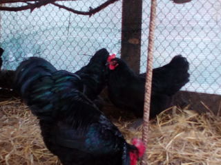 cocoş australorp, puișori de 1 luna. foto 4