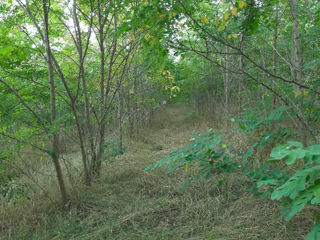 Vind teren pădure cu salcim tânără. foto 2