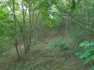 Vind teren pădure cu salcim tânără. фото 2