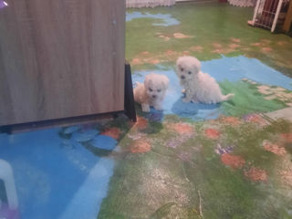 Vind bichon Maltez  фото 2