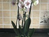 Орхидей гигант foto 8