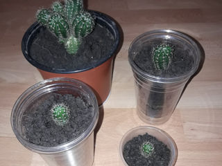 Продаю кактусы по 50 лей, рышкановка,  Cactus foto 3