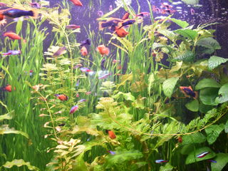 Большой аквариум из оргстекла foto 7