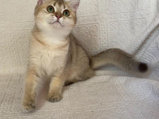 British shorthair ,female golden shaded foto 10