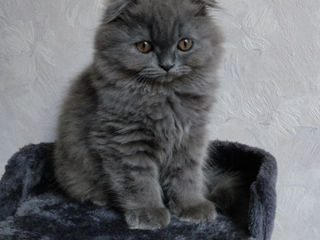 Motănel Scottish fold