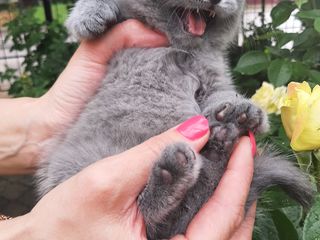 Scottish Fold foto 6