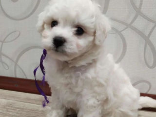 Bichon Frizze фото 1