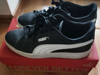 Puma foto 2