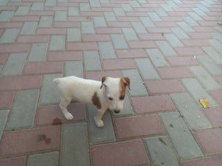 Jack Russell foto 1