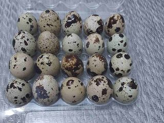 ouă pentru  incubare  de prepeliță 2 lei/buc foto 2