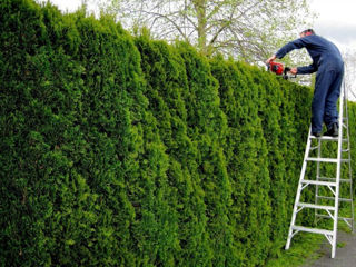 Tundere tuia/ leylandi/ gard viu ! foto 0