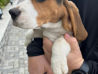 Vind catei rasa beagle