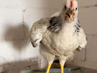 Большие серебристые цыплята foto 4