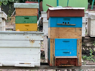Albinele se vind sănătoase ! foto 5