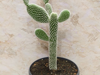 Cactus.Livrare. / Кактус. Доставка. foto 3