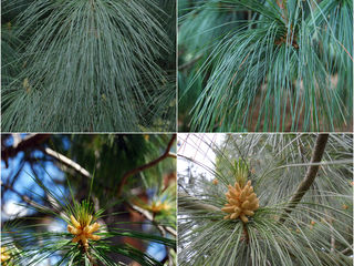 Сосна гималайская (pinus wallichiana) foto 8