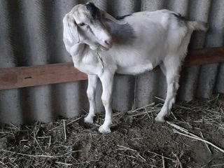 Vind capre  foto 8