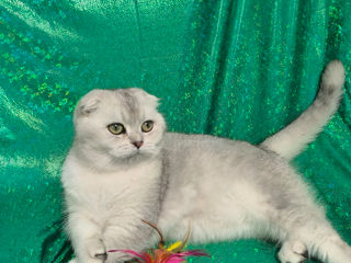 Scottish fold foto 5