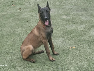 Belgian Malinois de vinzare foto 8