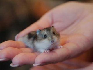 Urgent vind 3 hamsteri foarte dragalasi foto 3
