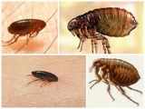 Servicii combaterea gândaci de bucătăria , ploșnițe de pat, căpușe, purici, albine, furnici foto 4