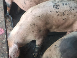 Strasani porci se vinde și jumătate de porc