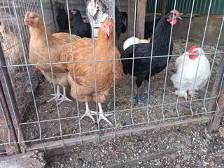 Orpington, Australorp, Cochinchina pitic, Brahma