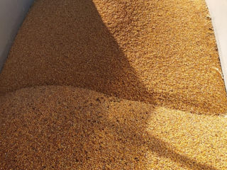 Закупаем Сельхозпродукцию пшеницу кукурузу подсолнух