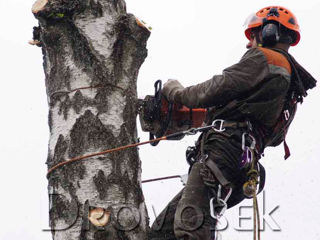 Defrișarea, curățarea și tăierea copacilor  avariați foto 5