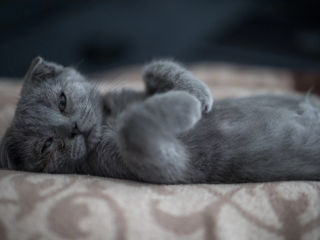 British shorthair foto 4