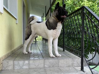 Akita americana