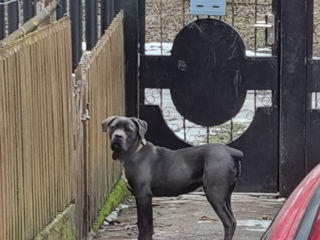 Mascul Cane Corso virsta  1 an și 3 luni