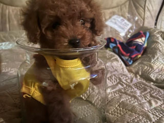 Teacup poodle ( mini toy) foto 3
