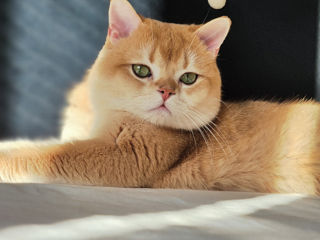Кот и кошка Золотая шиншилла. foto 2