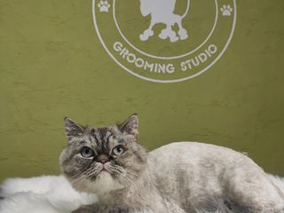 "Arlechino Grooming Studio". Буюканы. Стрижка кошек. foto 8