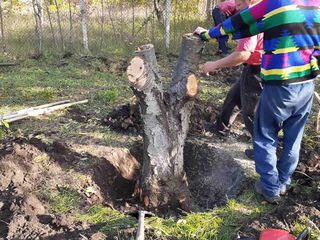 Facem curat in gradina linga casă curat la vila foto 5