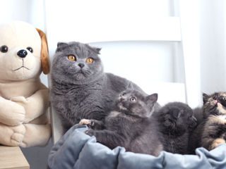 Pui superb scottish fold si straight! Blana scurta. Rasa pura! 2 luni