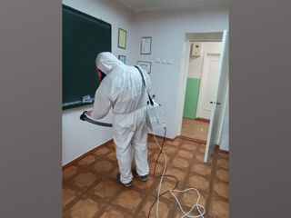 Servicii de dezinfecție gindaci de bucatarie(taracani), ploșnițe, purici, furnici  foto 3