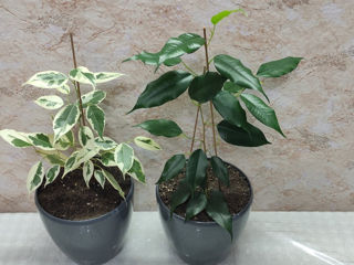 Ficus Bendjamina. Livrare. / Фикус Бенджамина. Доставка. foto 2