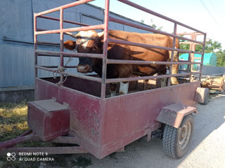 Cumpăr animale foto 2